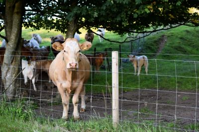 Cattle Fence Installation