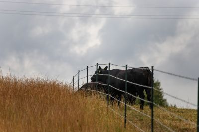 Livestock Fence Installation - Fence Installation Asheville, North Carolina