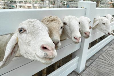 Sheep Fence Installation
